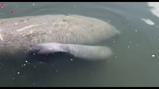 Mother Manatee Gives Birth in Siesta Key Canal [upl. by Rawley]