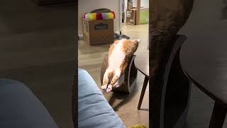 Yoga Cats Are Taking Over the Internet humor cats funnyvideos [upl. by Abernathy]