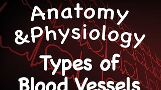 Cardiovascular System  Types of Blood Vessels 1409 [upl. by Salvador]