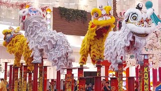 BARONGSAI DOUBLE TONGGAK KONG HA HONG at Emporium Pluit Mall Jakarta 8 feb 2024 [upl. by Blackstock]