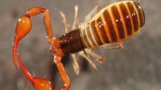 Interesting Pseudoscorpions Facts [upl. by Nageam]