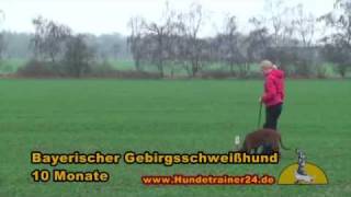 Fährtenarbeit mit dem Bayerischen Gebirgsschweißhund Beryll [upl. by Gena579]