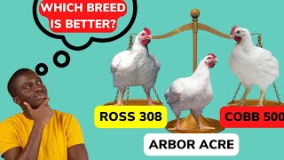 Which is the Best BROILER CHICKEN BREED Ross308 vs Cobb500 vs Arbor Acre [upl. by Jegar]