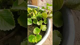 ajwain ka plant 🌱🌱🌱🌱 plants subscribe like [upl. by Erdried]