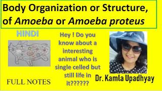 Amoeba Amoeba proteus structure of Amoeba body organization of Amoeba Protozoa [upl. by Whitman]