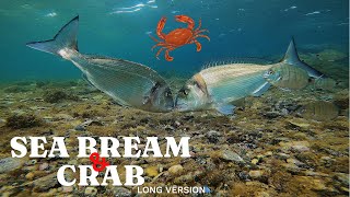 UNDERWATER FISHING Gilt Head SEA BREAM Eats Crab amp Mussels 4k  EP2 LONG VERSION [upl. by Iredale]