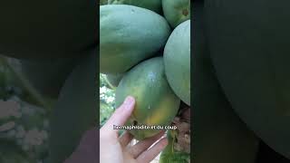 Papayes bio d’Espagne 😍  papaye papaya fruits [upl. by Orren]