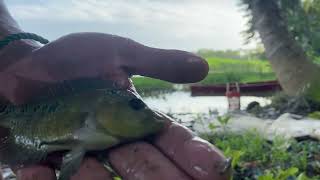 Nekat Menjala Ikan Di Danau Sarang Bu4ya [upl. by Warrin]