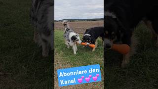 Wenn Hund noch Hund sein darf 🐶💥hundetraining australianshepherd [upl. by Leik484]