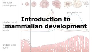 Introduction to Mammalian Development [upl. by Aicilla92]