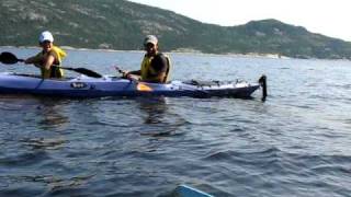 Visite des bélugas au VillagesVacances PetitSaguenay  Beluga whales on the Saguenay Fjord [upl. by Llig]