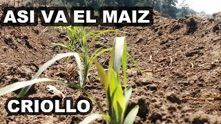 AVANCE DEL CULTIVO DE MAIZ CRIOLLO EN MICHOACAN  1 MES DESPUES DE LA SIEMBRA  GANADERIA DESDE CERO [upl. by Irual135]