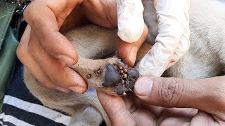 Strongly Take Care  Get Rid Of Dogs fleas And Ticks [upl. by Ilak]