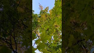 Oorellaam Unnai Kanduharrisjayaraj fallcolors fallseason nature love [upl. by Lezned]