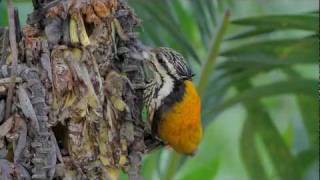 นกหัวขวานสามนิ้วหลังทอง Common Flameback [upl. by Suanne855]