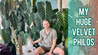 MY MOST BEAUTIFUL PHILODENDRONS  full velvet philo plant collection [upl. by Gudren303]