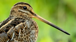 Common Snipe birds in summer [upl. by Ahsinrat]