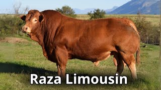 La raza de ganado Limousin Características Generales [upl. by Care]