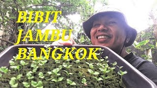 CARA MENANAM JAMBU BANGKOK DARI BIJI [upl. by Ariamoy55]