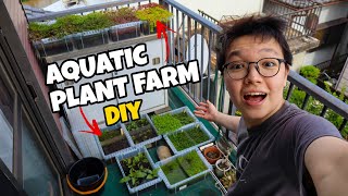 My DIY AQUATIC PLANT FARM [upl. by Neelehtak]