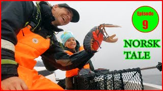 Hummerfiske i Kristiansand med norsk tale Catching big lobster [upl. by Asek]