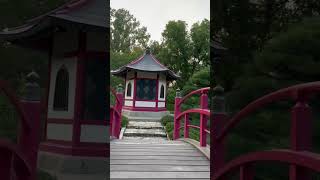 Japanese Garden  Pleasant Evng fishes japaneseculture garden [upl. by Harbour]