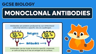 Monoclonal Antibodies  GCSE Biology [upl. by Initsed]