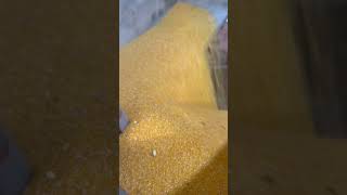 Color sorter selects embryo impurities from corn grits machine blackchickpeascolorsortermachine [upl. by Htaeh]