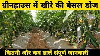 Cucumber fertigation schedule  कौनसी खाद कब डालेंhow to grow cucumber  fertilizer by PC Verma [upl. by Boote]