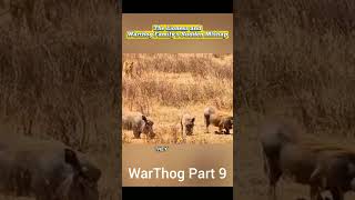 WarThog The New celebrity 60 turbo engine 400 horse power😂  subscribe viralvideo shortsyoutube [upl. by Olly559]