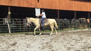 Sold 31 14yr old 151HH cremello QH gelding 1750 [upl. by Tor]