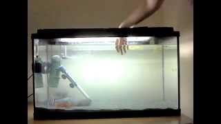 Putting hand in red belly piranha fish tank GONE SERIOUSLY WRONG man gets finger bitten off [upl. by Nalat]