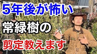 【そのままだと危険】樹木別常緑樹の剪定方法教えます 【カーメン君】【園芸】【ガーデニング】【初心者】 [upl. by Yrrok]