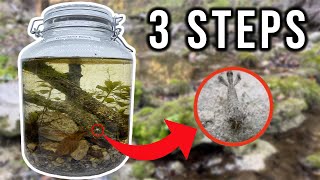 HOW TO Make An Ecosphere  Whats Inside [upl. by Noryb]