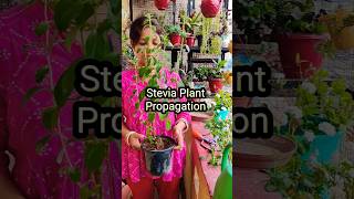 How To Propagate Stevia Plant Meethi Tulsi 🌿 shorts steviaplantpropagation steviaplant [upl. by Eizle]