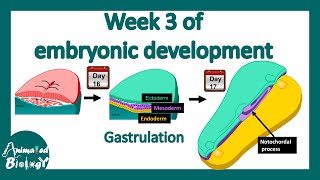 Week 3 of embryonic development  Gastrulation  Neural induction [upl. by Eislek]