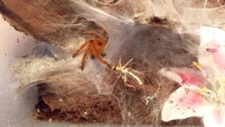 Pterinochilus murinus OBT feeding [upl. by Seek]