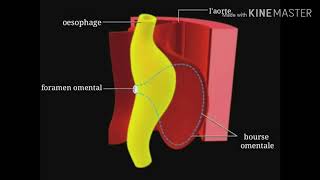 Embryologie du tube digestif  Développement du tractus gastrointestinal [upl. by Castra198]