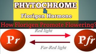 PHYTOCHROME And Florigen Harmone  Box Point [upl. by Shipley]