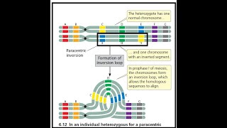 CHROMOSOMAL Aberrations2Chromosomal Mutations by JJS SIr for Class 12 NEET KVPY Olympiads [upl. by Delly]