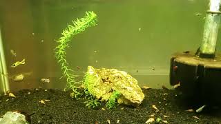 Propagating Anacharis To Add To 20 Gallon Long Guppy amp Endler Hybrid Tank [upl. by Ecart]