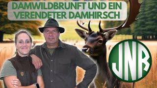 DAMWILDBRUNFT  FEUERSTEINFELDER UND EIN VERENDETER DAMHIRSCH [upl. by Borrell]