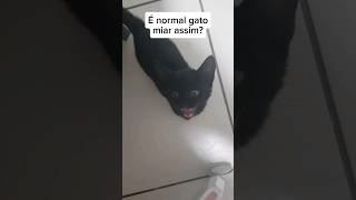 É NORMAL ISSO gatos [upl. by Kciwdahc]