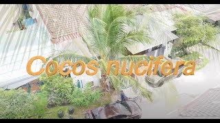 DJI MIni 4 Pro  Cocos nucifera The Versatile Coconut Tree Botanical Review Serdang Malaysia [upl. by Ettezzil]