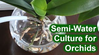 SemiWater Culture for Orchids [upl. by Negrom]