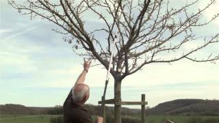 Obstbaum richtig schneiden  Obstbaumschnitt Pflegeschnitt 10 bis 15jähriger Baum [upl. by Ehcar]