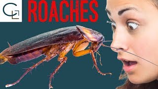 This is the ACTUAL Cause of Cockroach Infestation [upl. by Eelah]