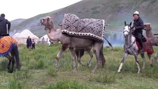 Yurt carrying nomads riding camels and horses recreate history in Kyrgyzstan [upl. by Torray973]