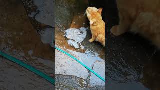 Fluffy cat fascinated with water squirrelcat fluffycat cutecat [upl. by Nerra240]