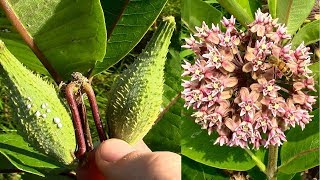 Wild Food Foraging Common Milkweed [upl. by Latsyrd]